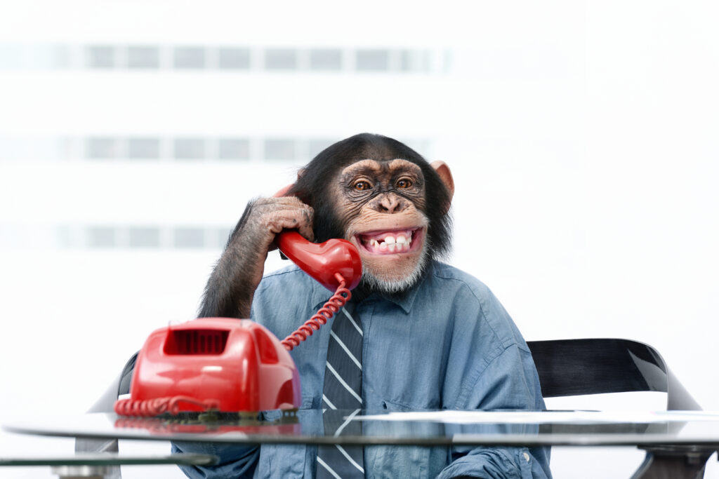 Male chimpanzee in business clothes